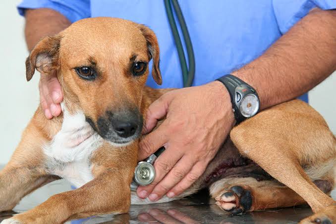 Read more about the article Joinville lança campanha para combater o abandono de animais