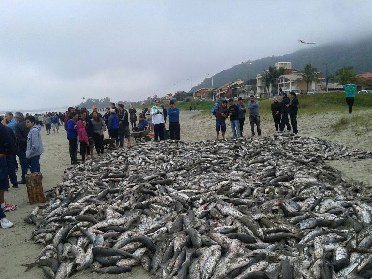 Read more about the article Nova lei sobre venda de pescados possibilita mais retorno aos municípios